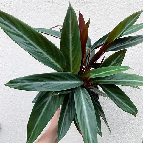 Stromanthe Sanguinea