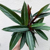 Stromanthe Sanguinea