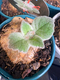 Sinningia 'Crushed Velvet' (bullata x leucotricha)