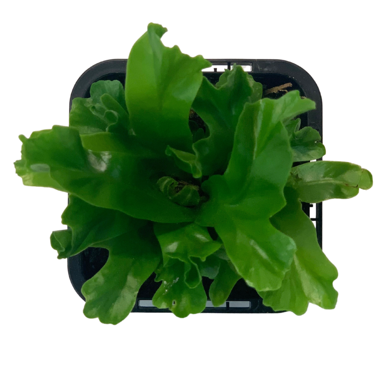 Birds Nest Fern