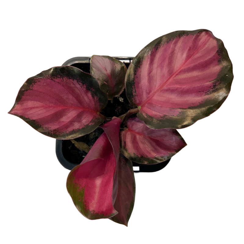 Calathea Roseopicta