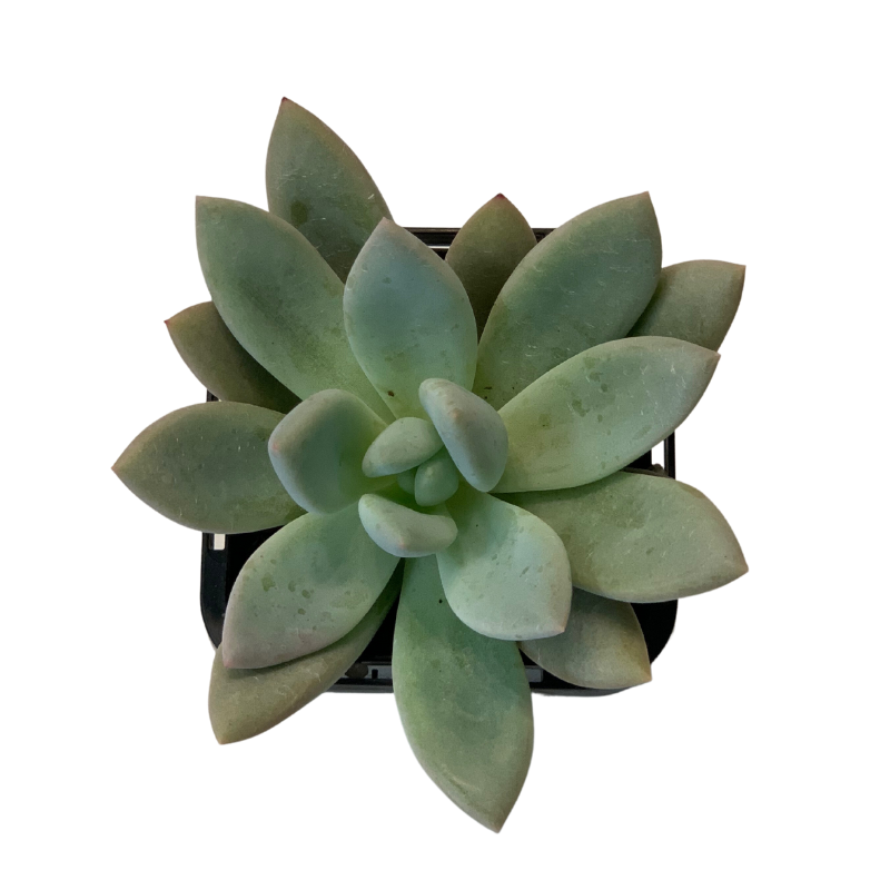 Graptoveria Opalina