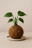 Build Your Own Kokedama Kit