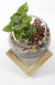 Abstract Dome - Plant Homewares & Lifestyle