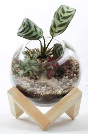 Abstract Dome - Plant Homewares & Lifestyle