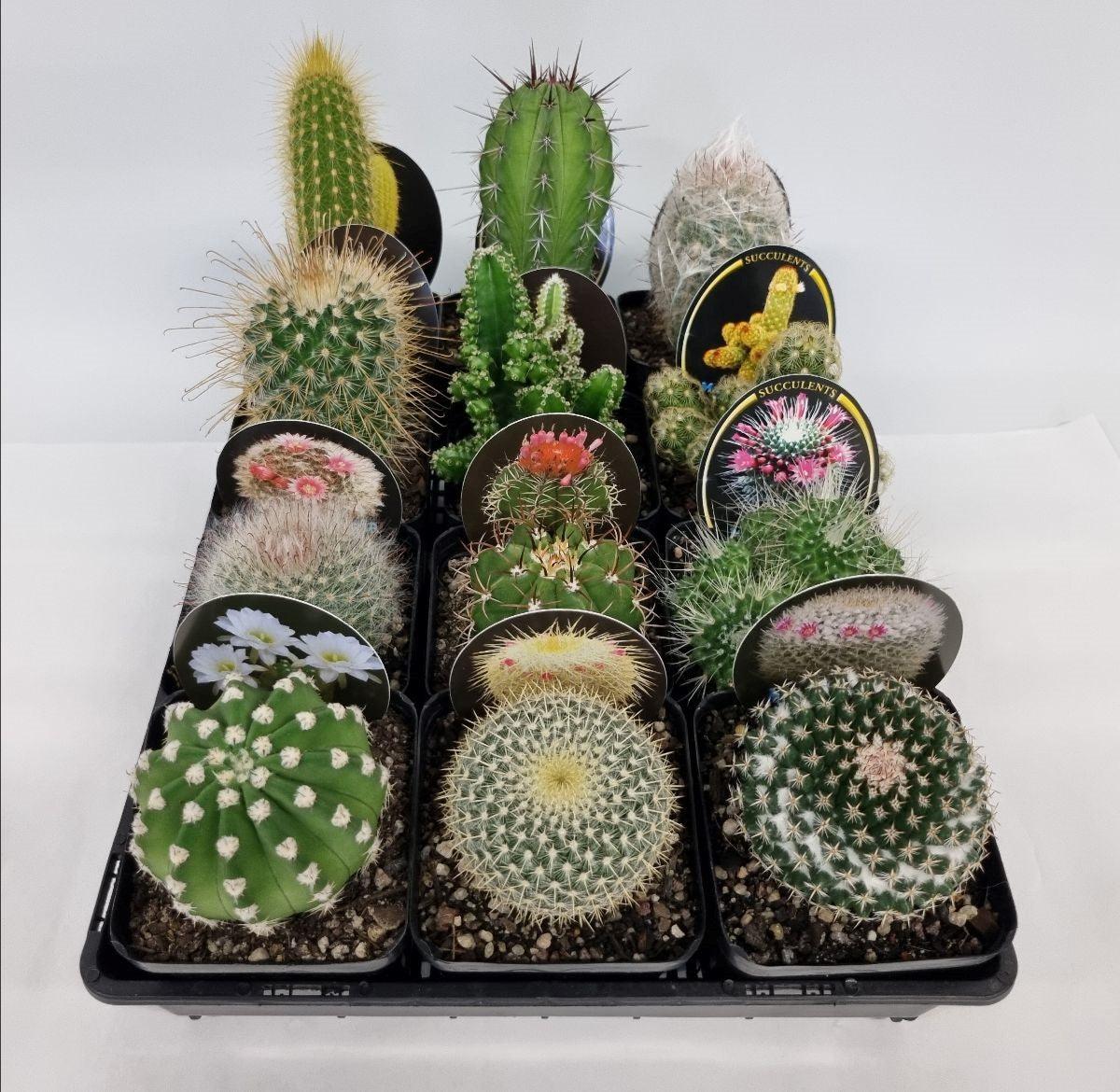 Assorted Cactus