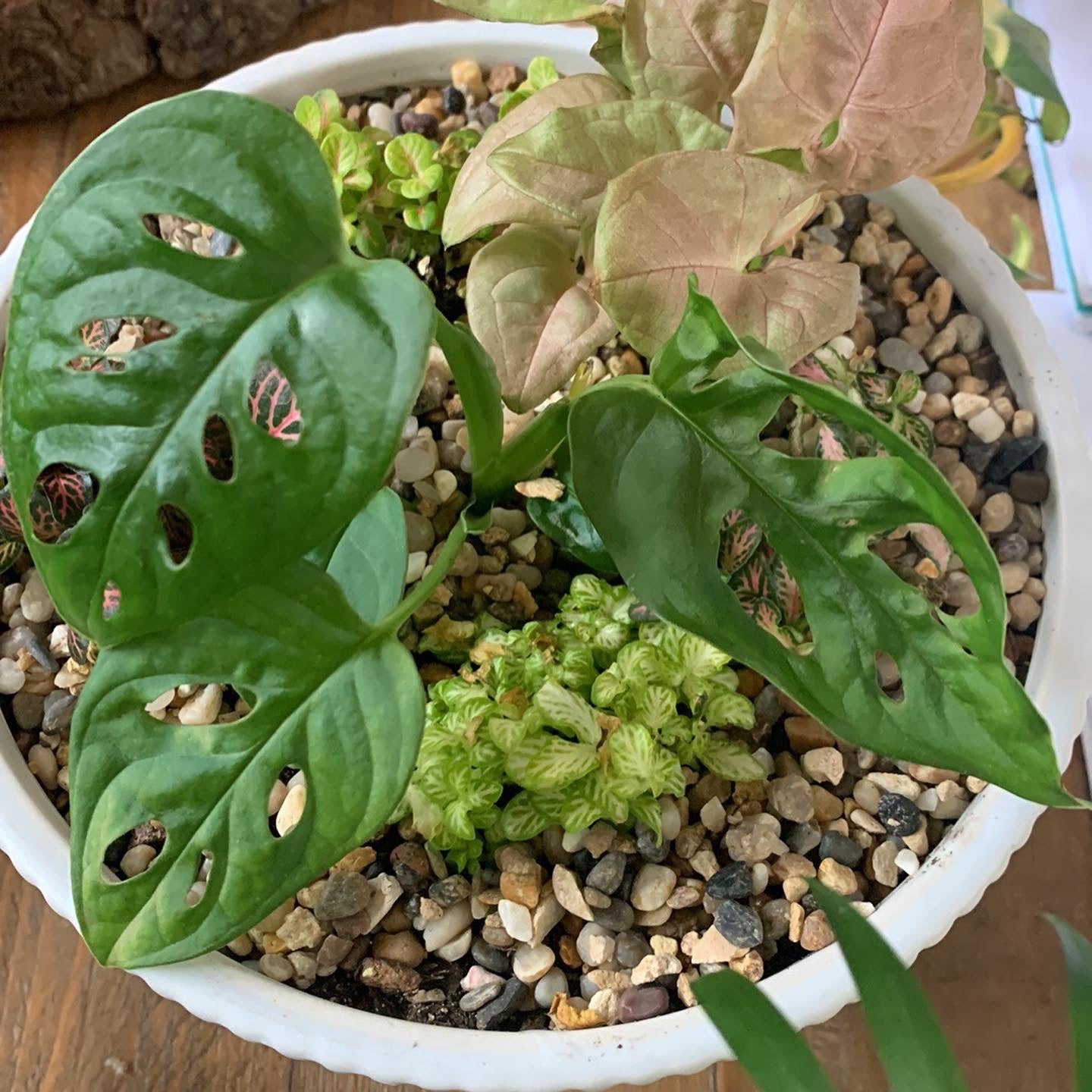 DIY जंगल बाउल