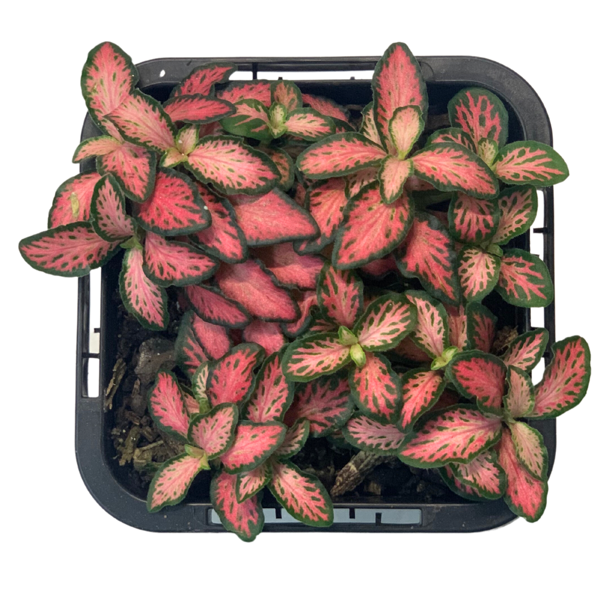 Fittonia Firetail