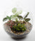 Mystical Forest Dome Terrarium - Plant Homewares & Lifestyle