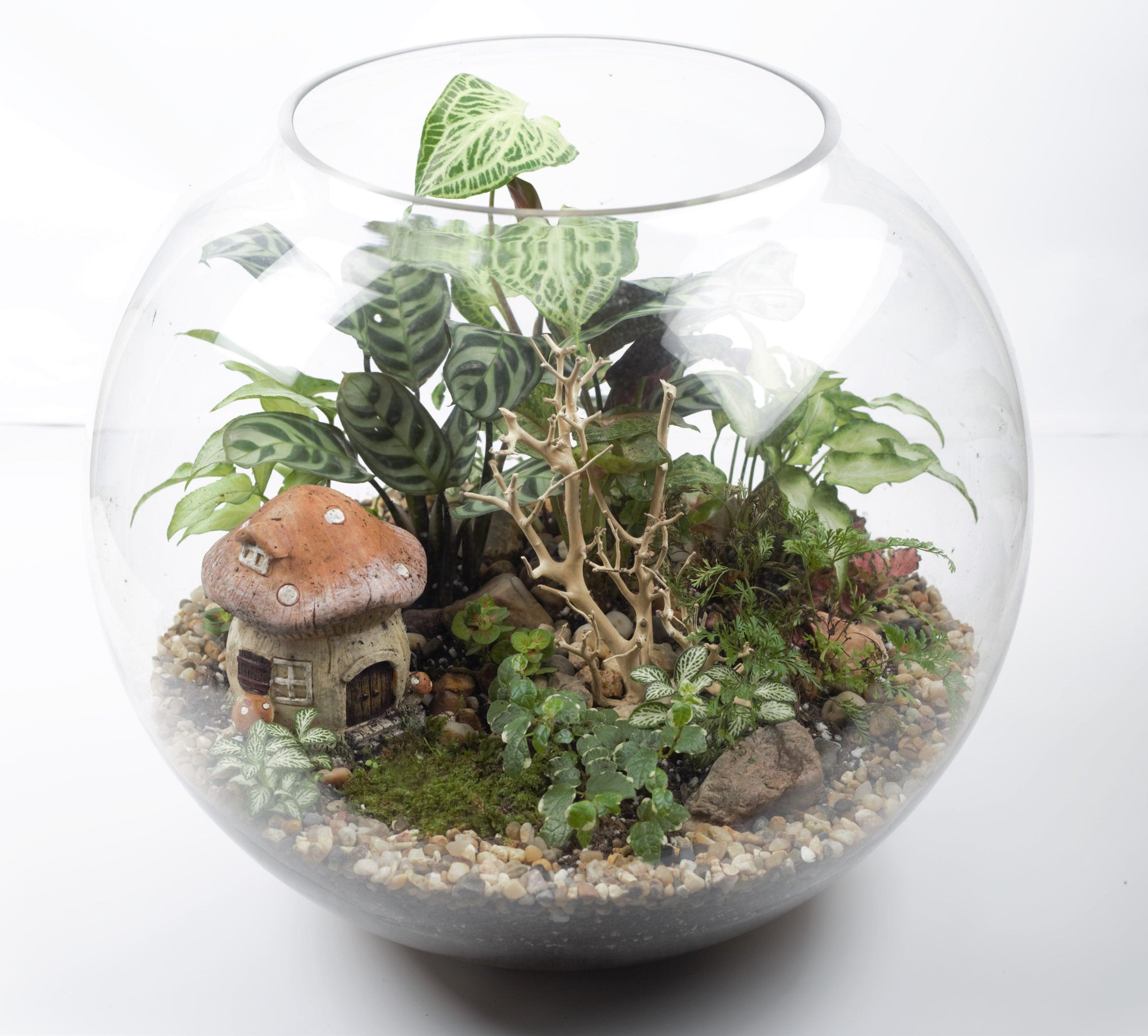 Forest Dome - Plant Homewares & Lifestyle