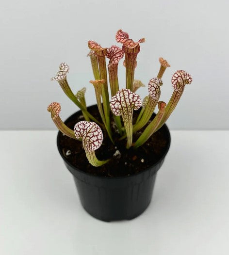 Gobble Guts Sarracenia X Large