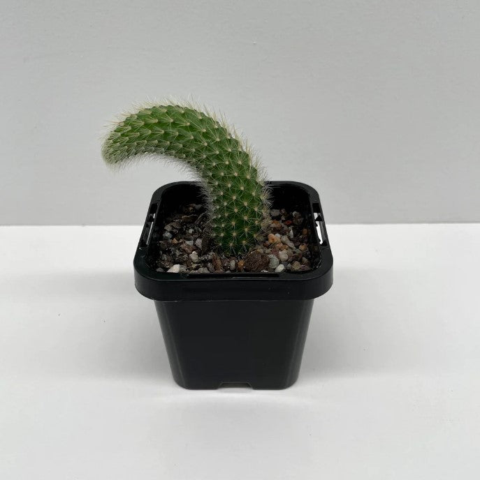 Monkey Tail Cactus