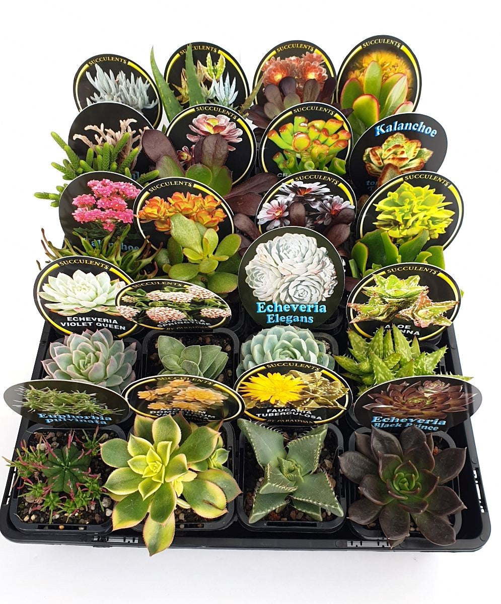 Mixed Succulents