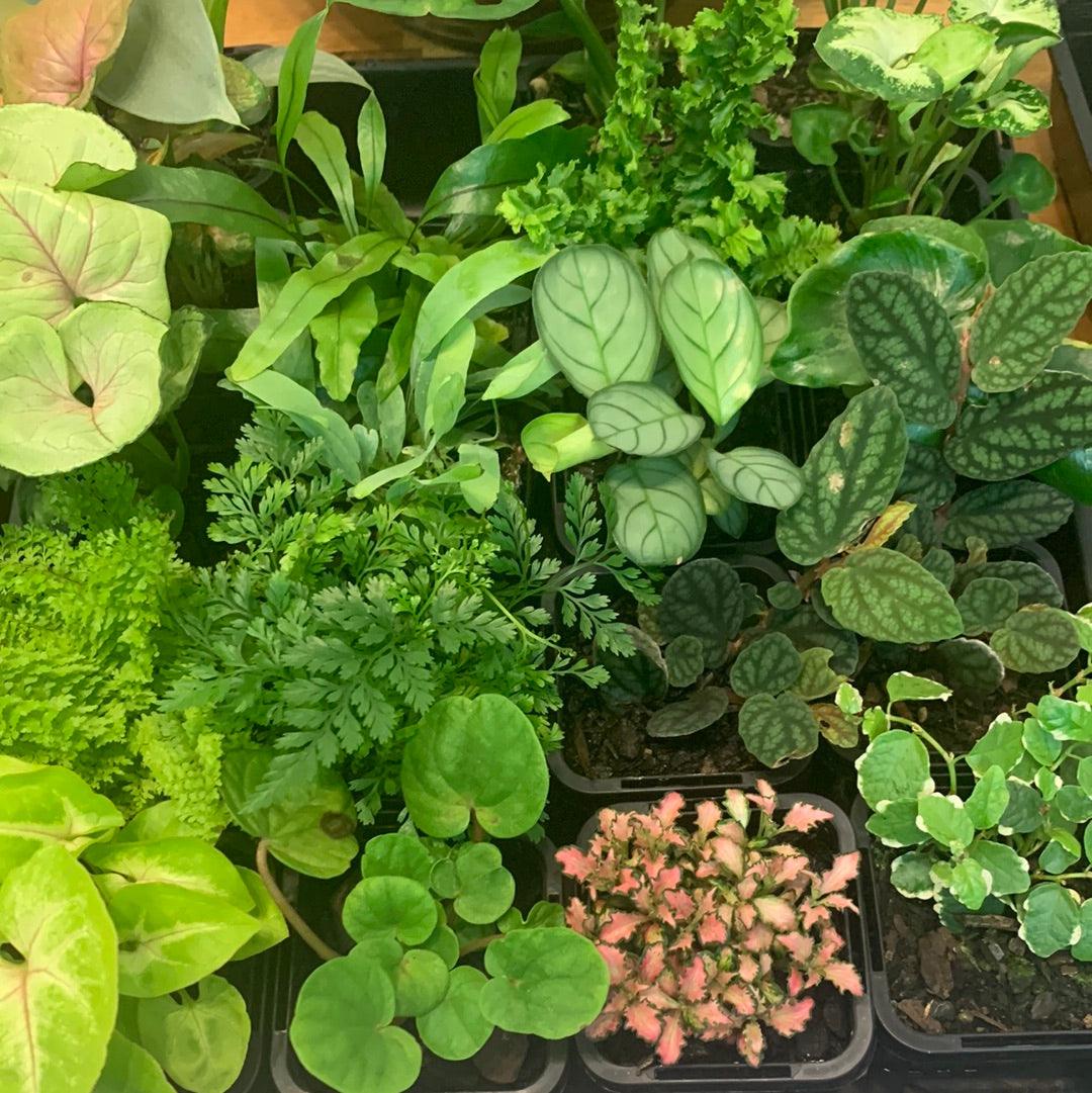 Bottle Baby Plants - Indoor - Plant Homewares &amp; Lifestyle