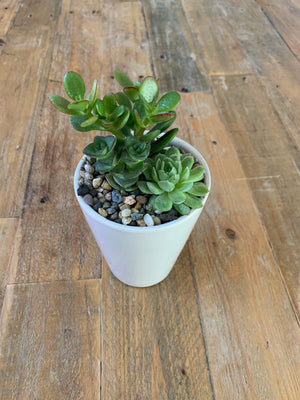 Hire Succulent Small Centrepiece - Plant Homewares & Lifestyle