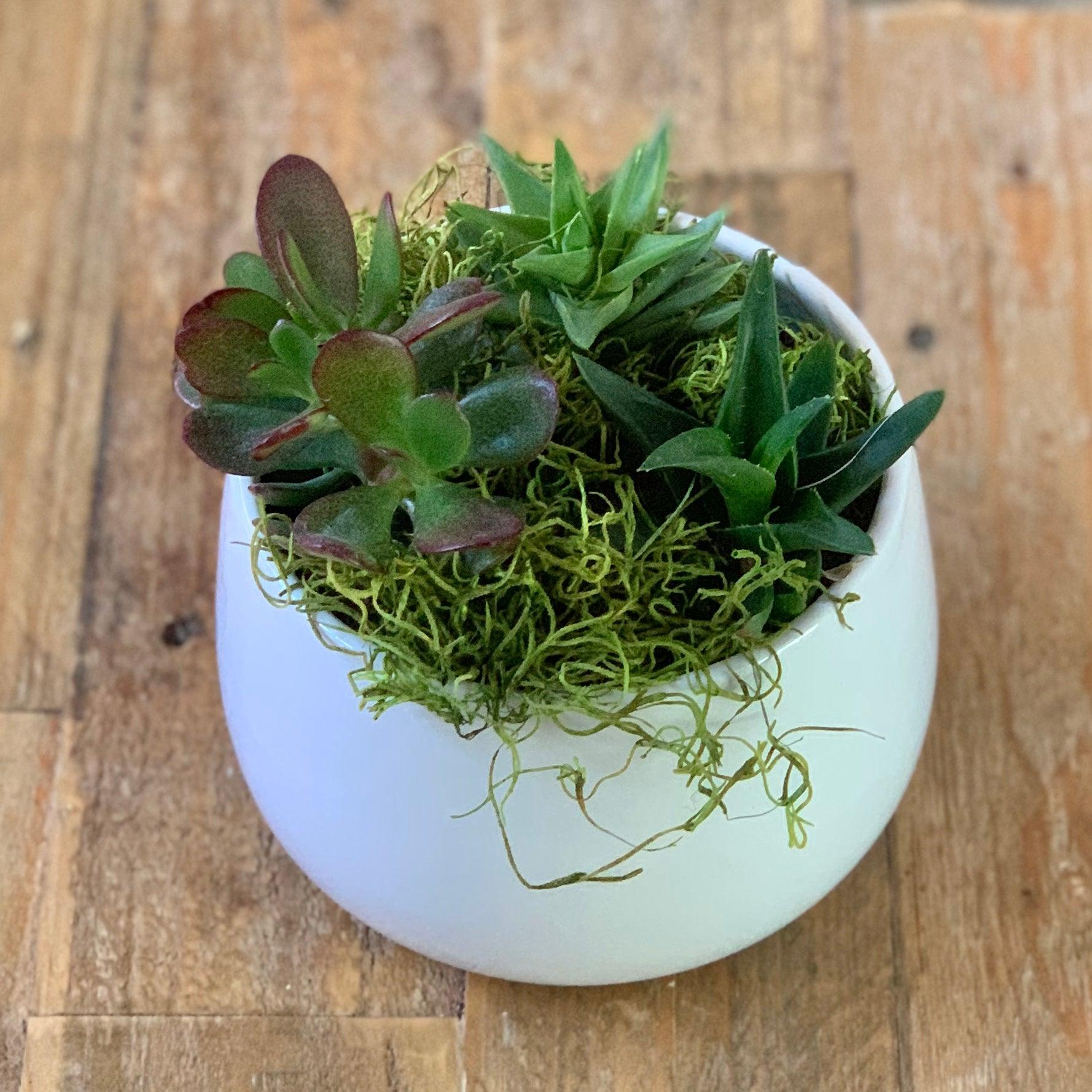 Succulents shop on table