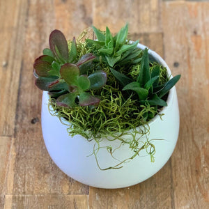 Hire Succulent Table Centre Small - Plant Homewares & Lifestyle