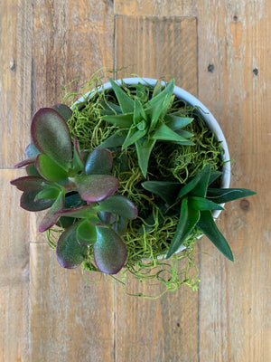 Hire Succulent Table Centre Small - Plant Homewares & Lifestyle