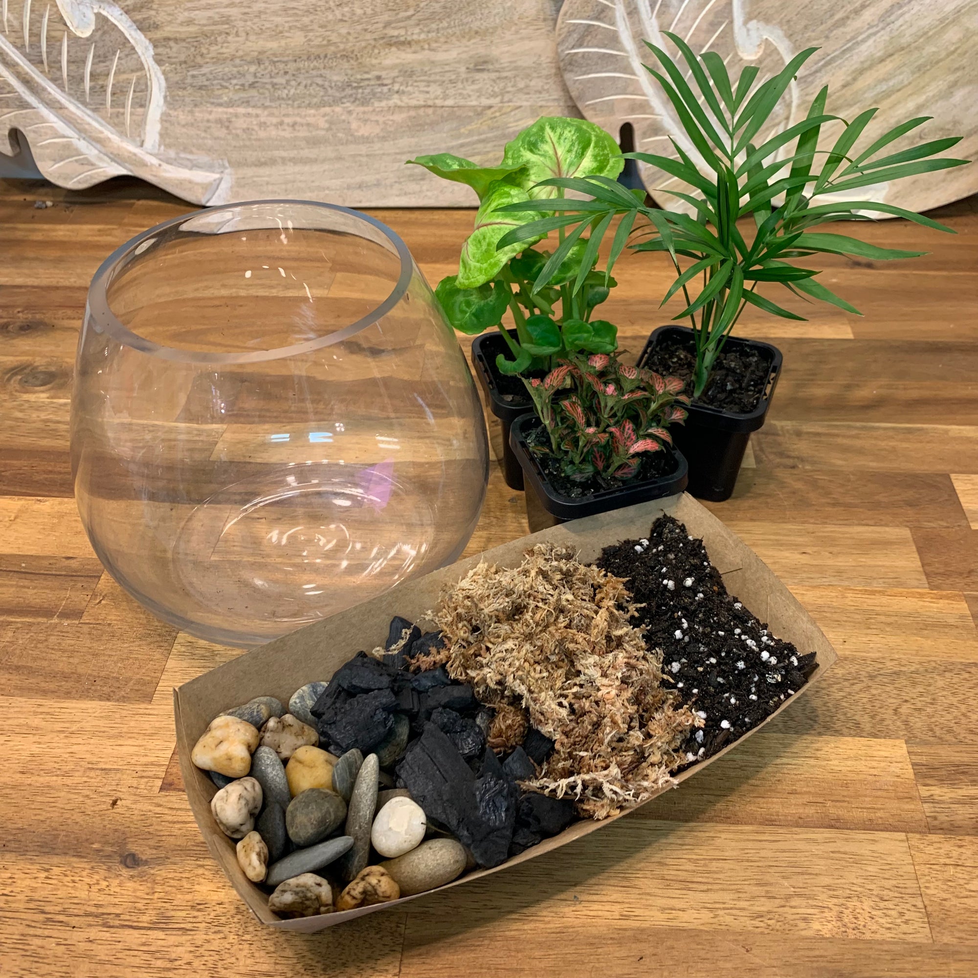 Small Plant DIY Terrarium Kit - Plant Homewares & Lifestyle
