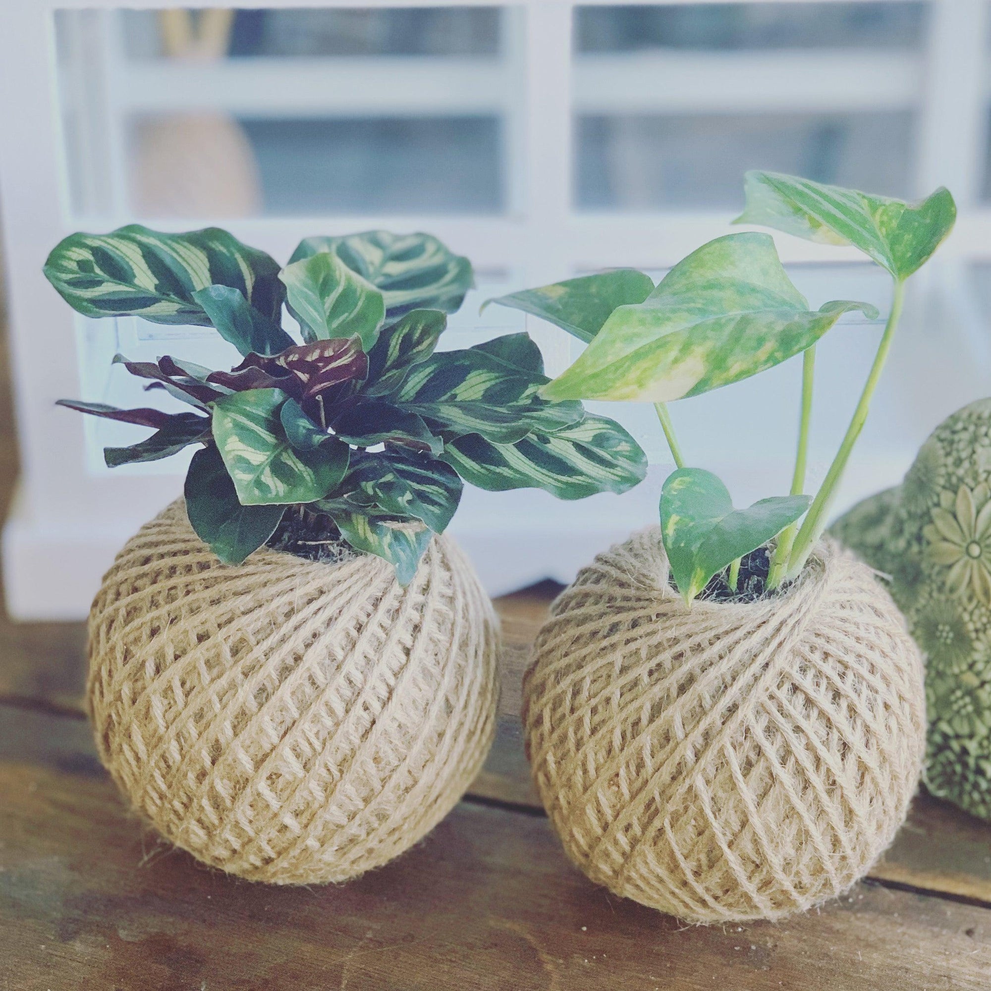 Living Kokedama - Plant Homewares & Lifestyle